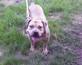 Photo of the dog