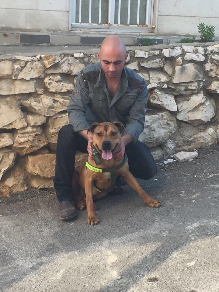 Photo of the dog