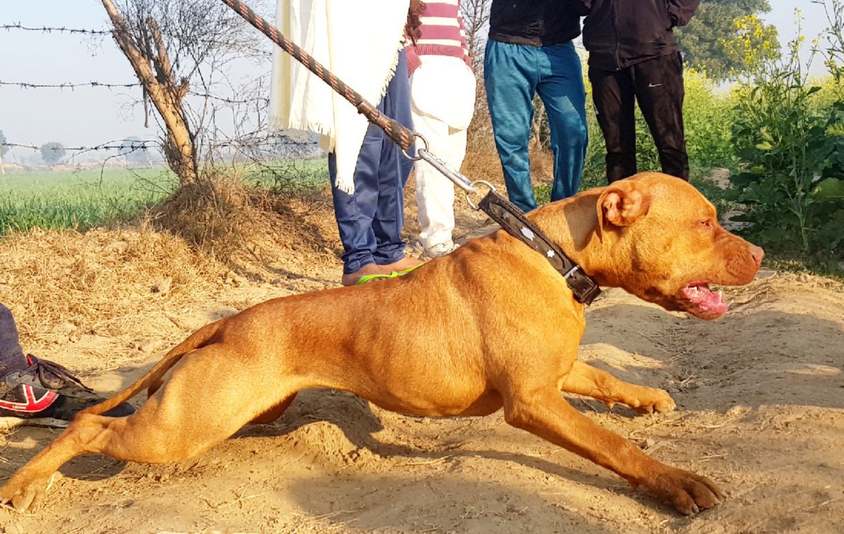 Photo of the dog