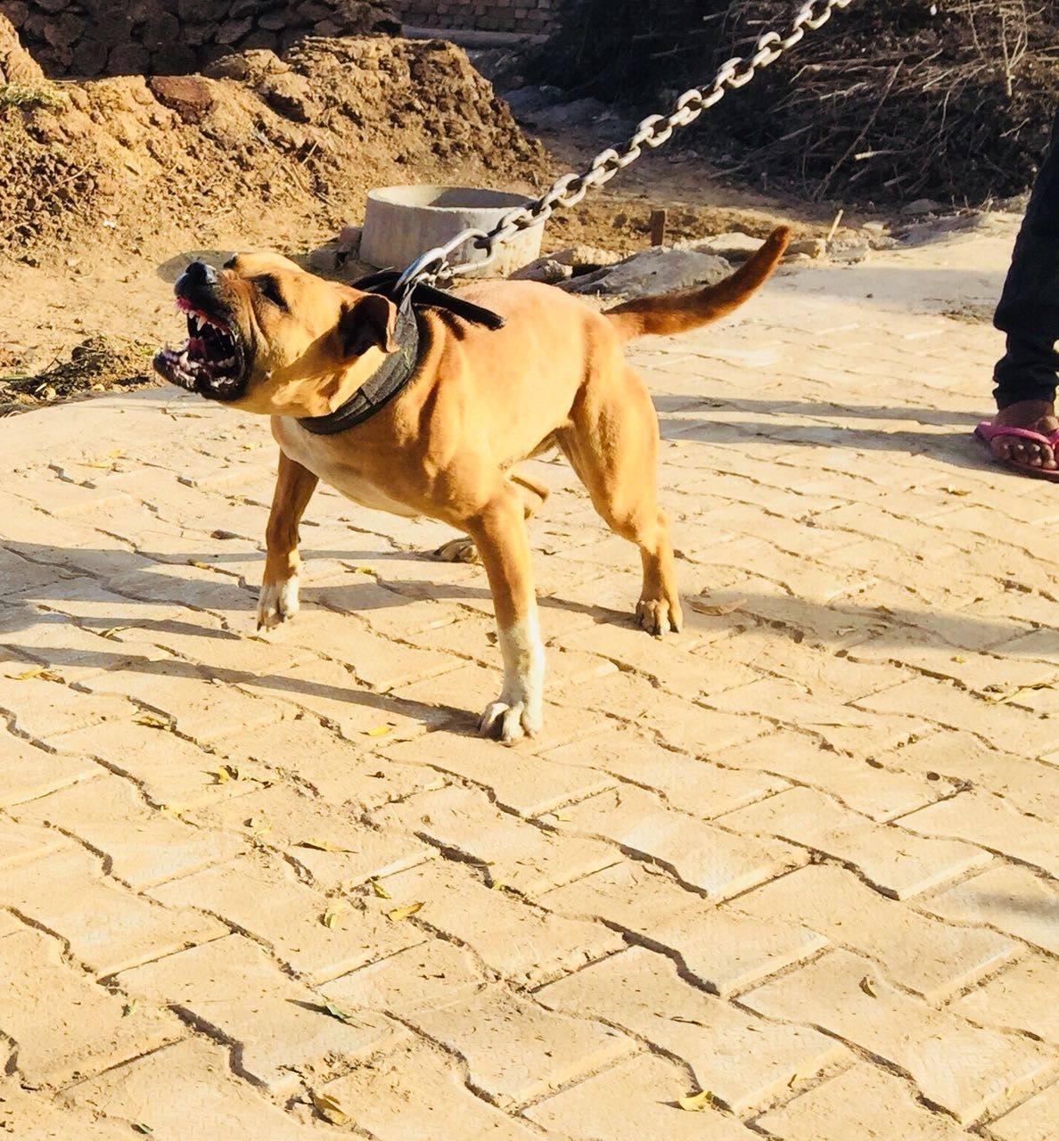 Photo of the dog