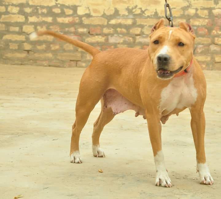 Photo of the dog