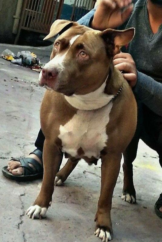 Photo of the dog