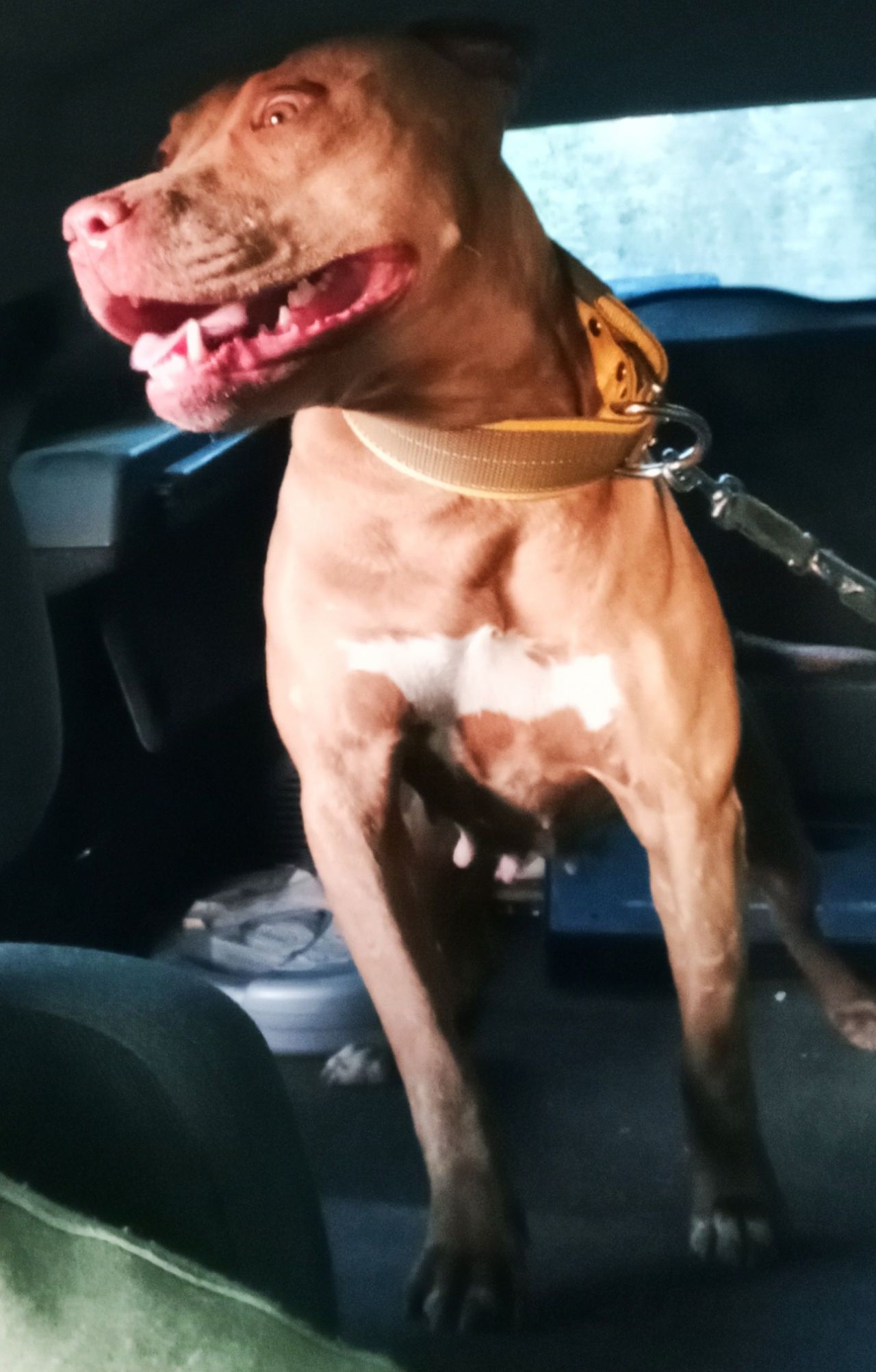 Photo of the dog