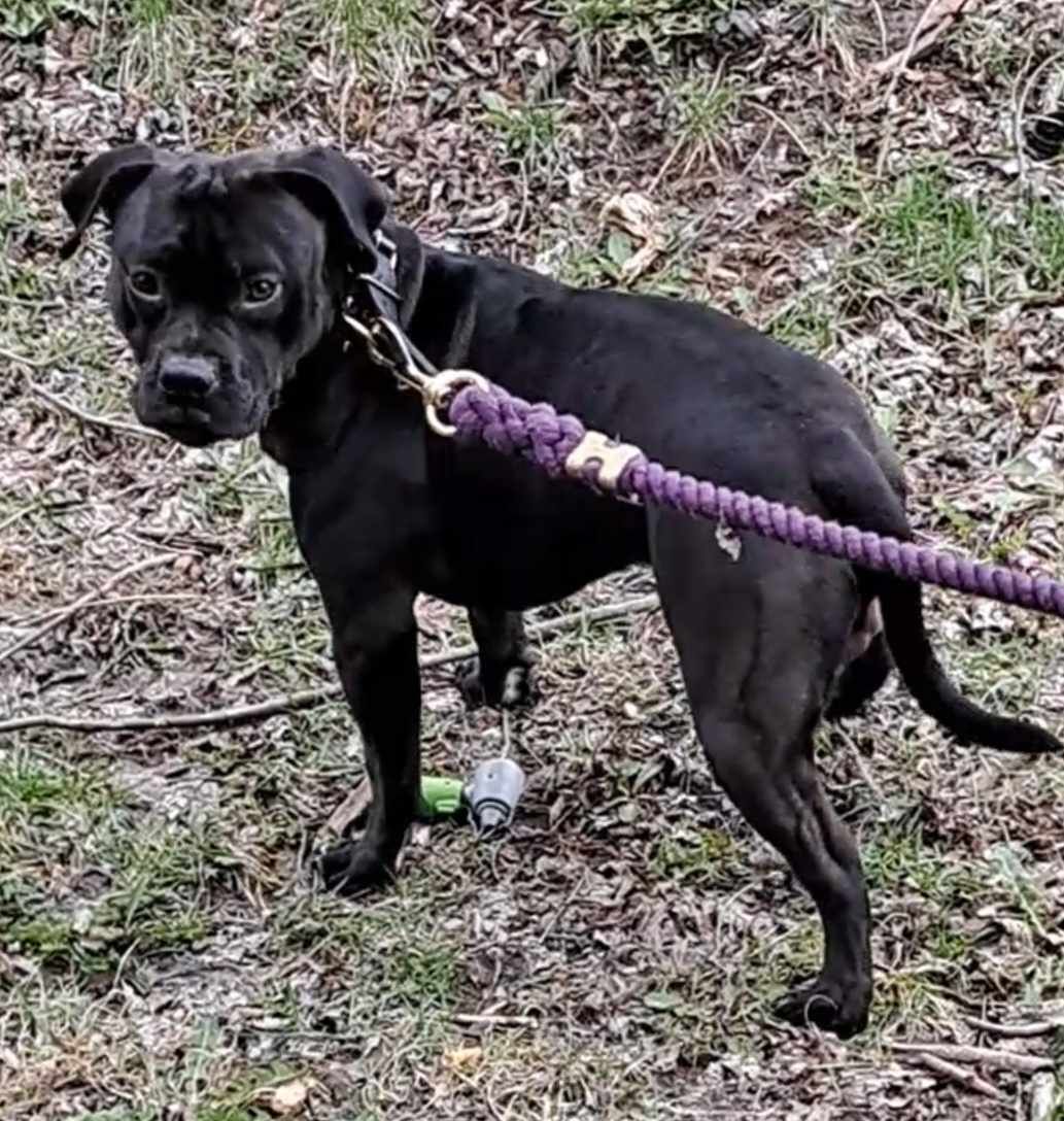 Photo of the dog