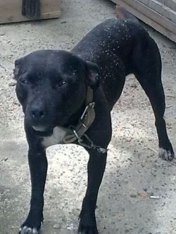 Photo of the dog