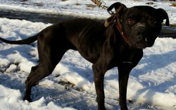 Photo of the dog