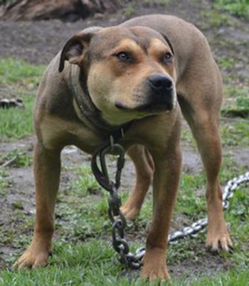 Photo of the dog