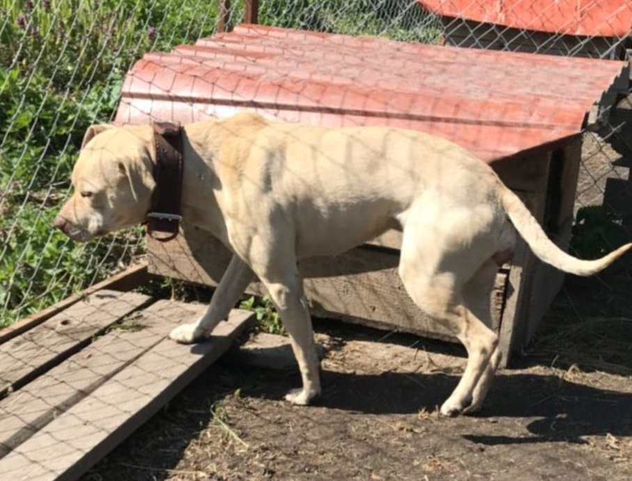 Photo of the dog