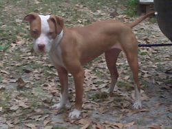 Photo of the dog