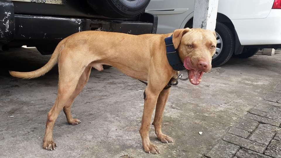 Photo of the dog