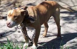 Photo of the dog