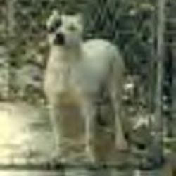 Photo of the dog