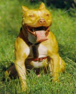 Photo of the dog