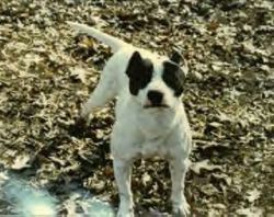 Photo of the dog