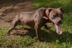 Photo of the dog
