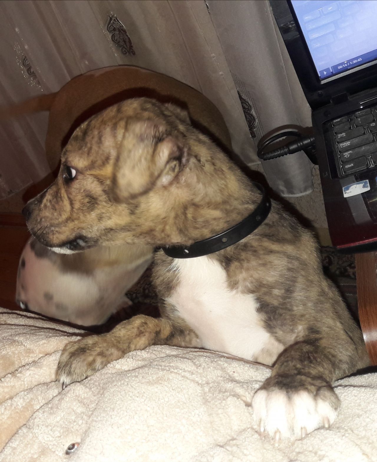 Photo of the dog