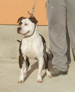 Photo of the dog