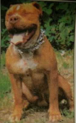 Photo of the dog