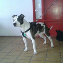 Photo of the dog