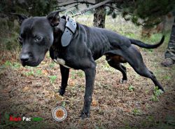 Photo of the dog