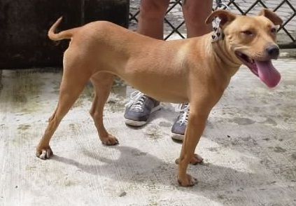 Photo of the dog