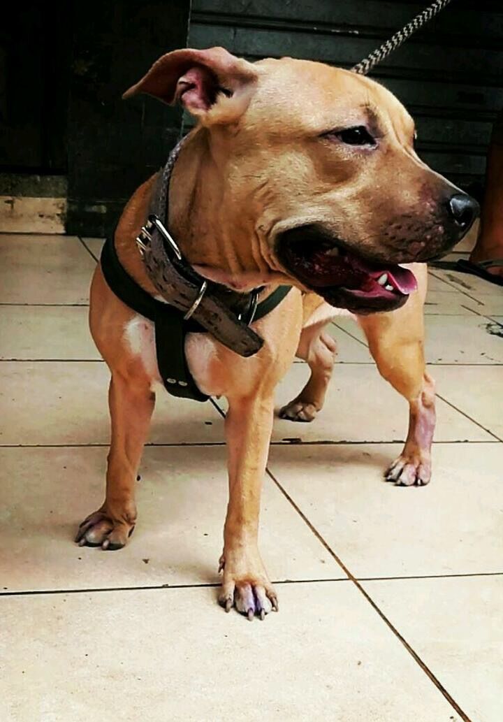 Photo of the dog