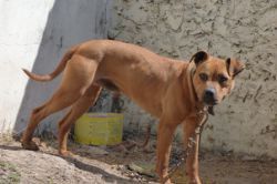 Photo of the dog