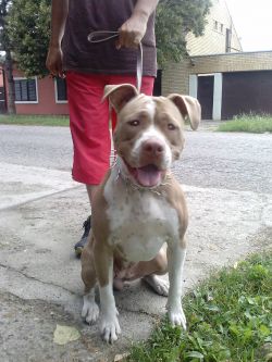 Photo of the dog