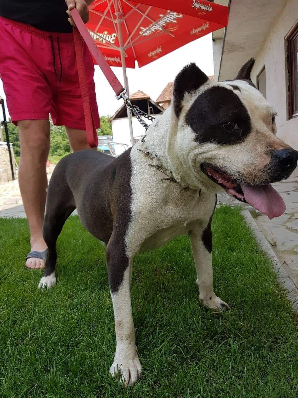 Photo of the dog