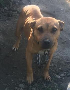 Photo of the dog