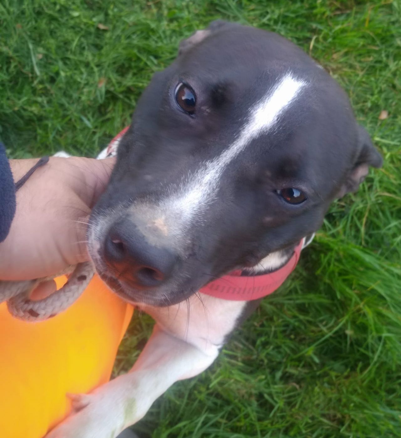 Photo of the dog