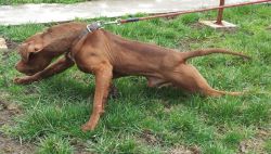 Photo of the dog