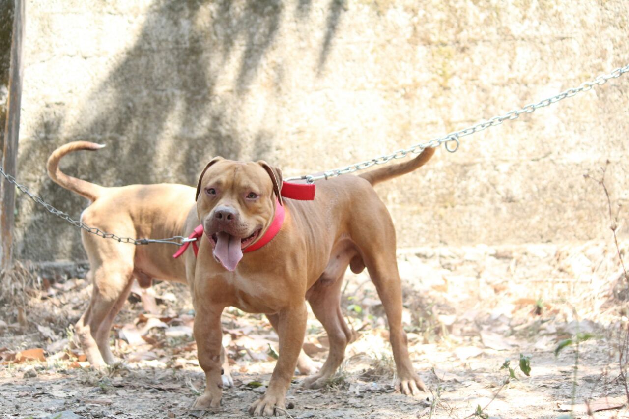 Photo of the dog