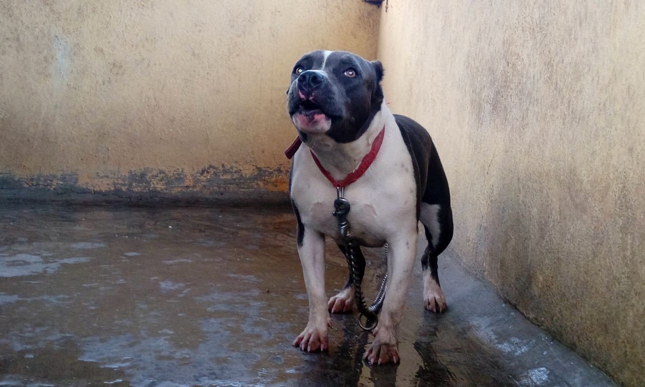 Photo of the dog