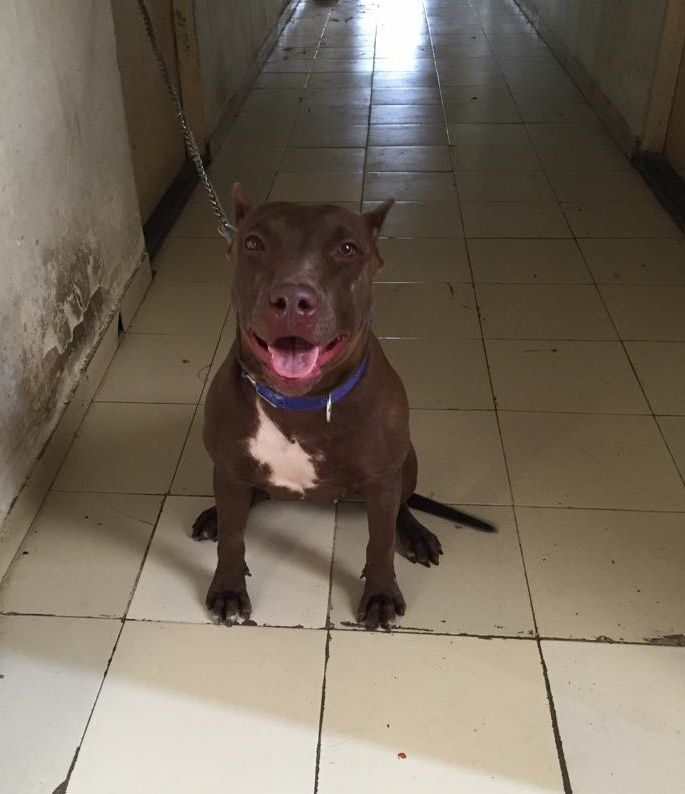 Photo of the dog