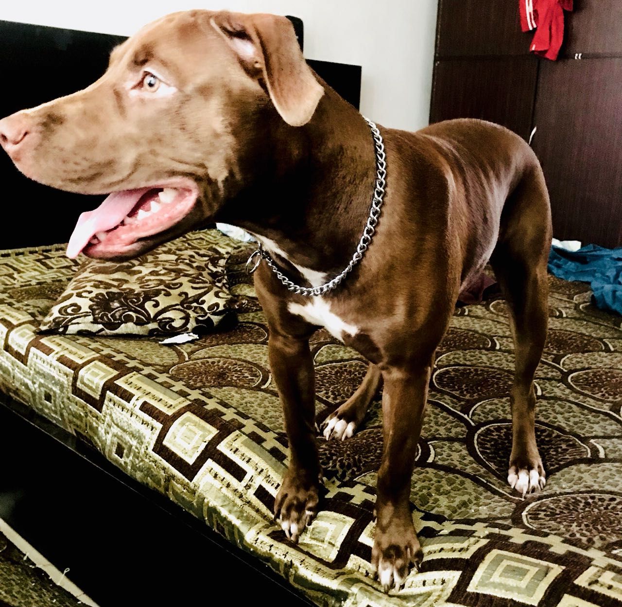 Photo of the dog