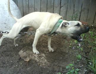 Photo of the dog