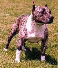 Photo of the dog