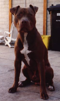 Photo of the dog