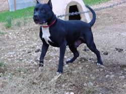 Photo of the dog