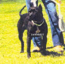 Photo of the dog