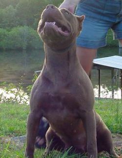 Photo of the dog