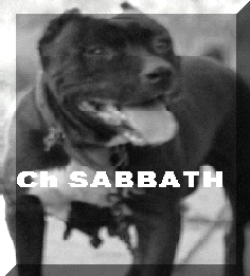 Photo of the dog