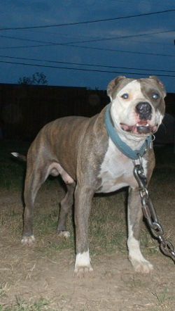 Photo of the dog