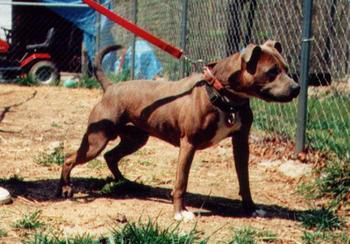 Photo of the dog