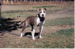 Photo of the dog