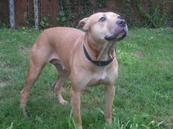 Photo of the dog