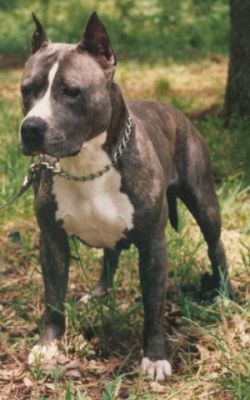 Photo of the dog
