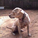 Photo of the dog