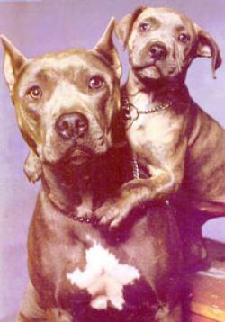 Photo of the dog